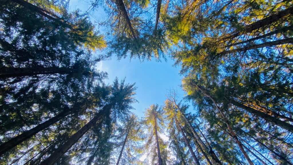 Wald aus der Froschperspektive mit blauem Himmel